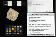 Foto (Objekt + Etiketten) von Cyclothyreus sp. 